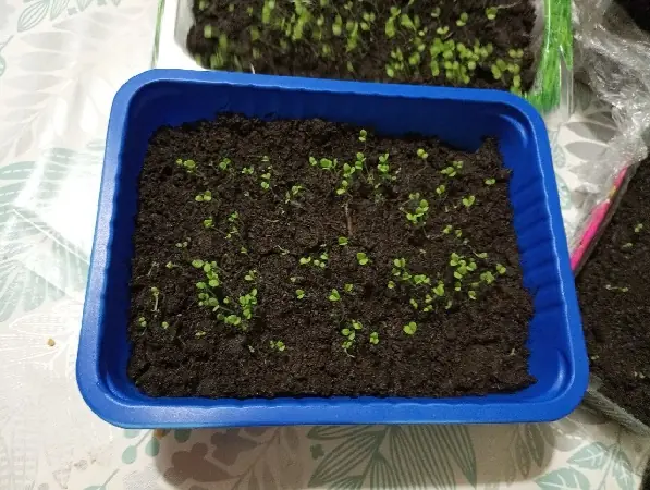 Ставлю ведро под яблоню: один способ посадки томатов и 3 хитрости для роскошного урожая 