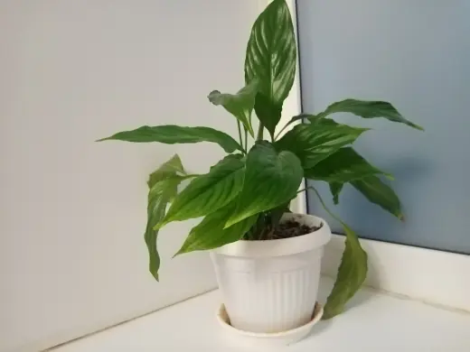 Спатифиллум - важный женский цветок: удобрение из одного ингредиента — и никаких проблем с цветением
