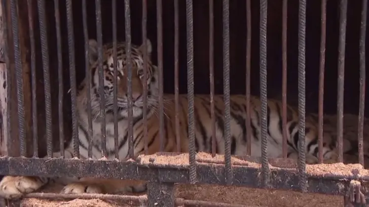 Зелёнка под застройку – квартиры бизнес-класса, Назаров, леопарды и львы в лесу: как осваивают самый красивый лес Уфы