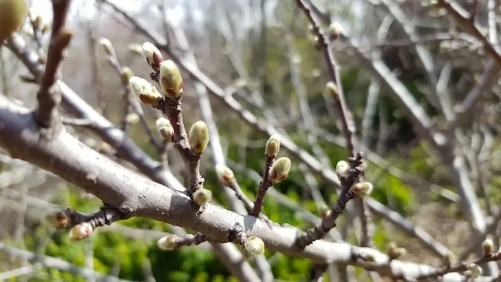Когда и чем обрабатывать яблони весной: важные советы