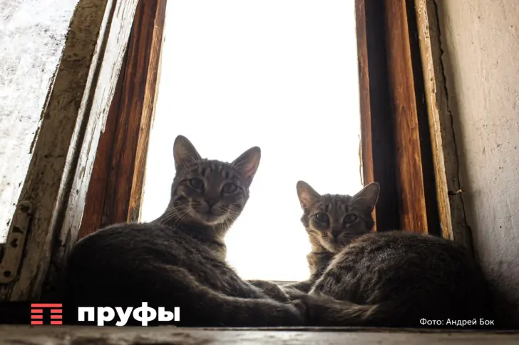 Ученые из Японии раскрыли феномен, почему кошка падает на 4 лапы