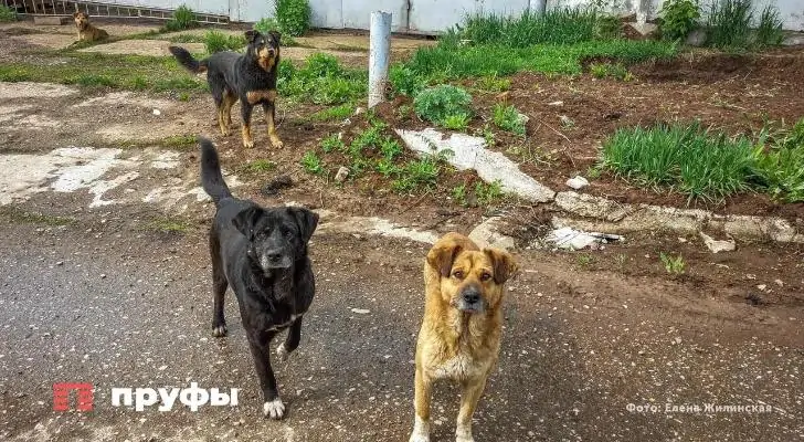 Общественник из Башкирии озвучил предложение отстреливать бездомных собак