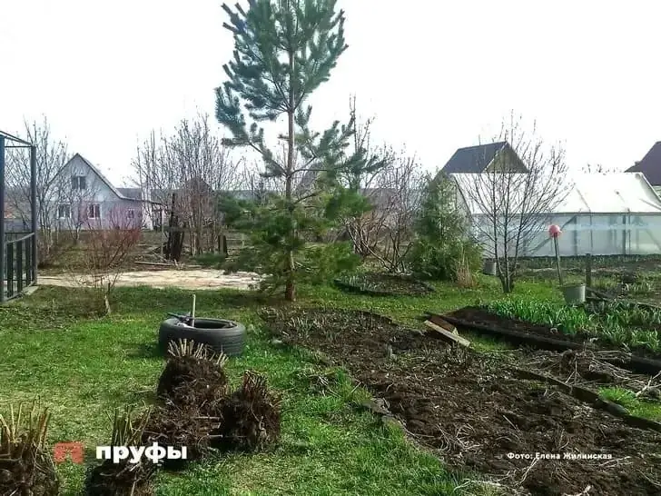 Муравьи боятся этого как огня: рабочий метод, из-за которого вредители бегут с участка