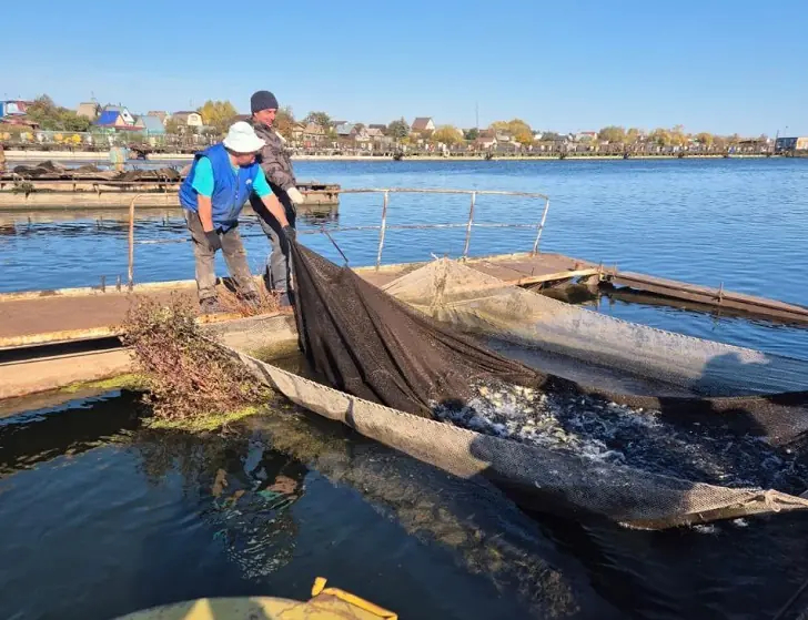 В Башкирии выпустили десятки тысяч мальков в Кармановское водохранилище 