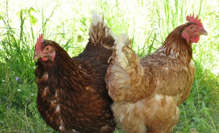 Для высокой яйценоскости − обязательно : что нужно курам в марте