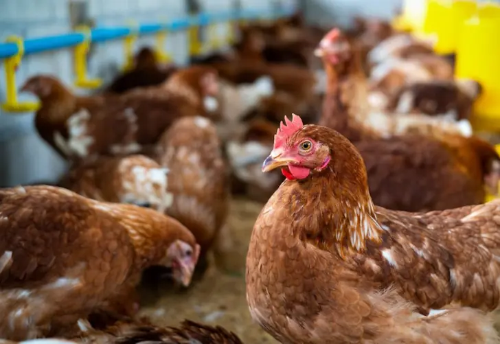 Самое популярное мясо взлетит в цене? Стало известно, чего ждать от рынка