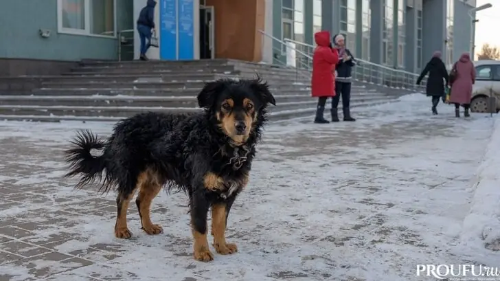 Акция добра: в Уфе подарили дом животным и поддержку приютам