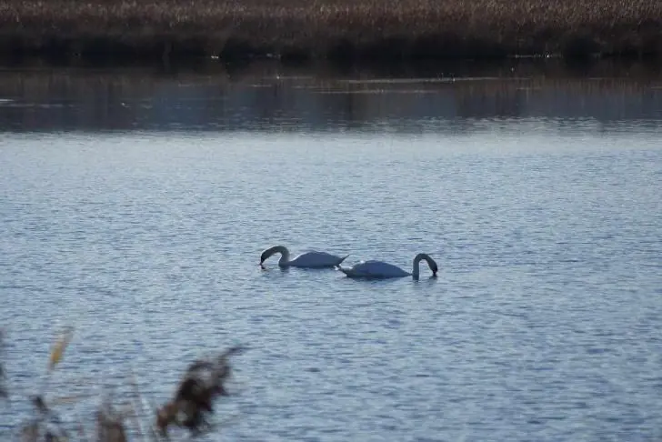 На Кандрыкуле заметили лебедей