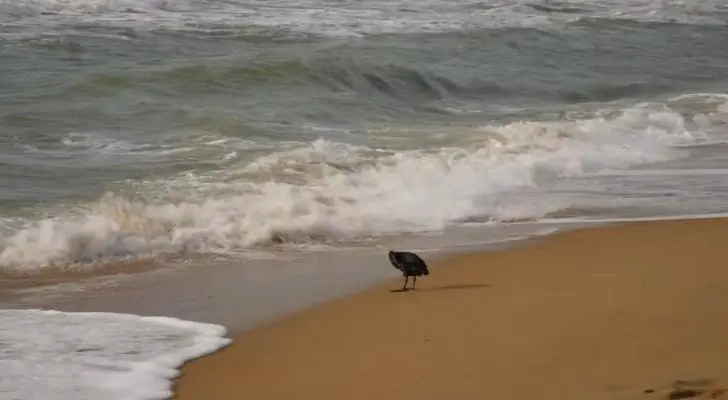 Блогеры из Анапы спасают летний сезон 2026 года