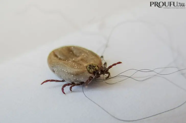 Паразитолог предупредил: заражение клещевыми инфекциями возможно даже без укуса