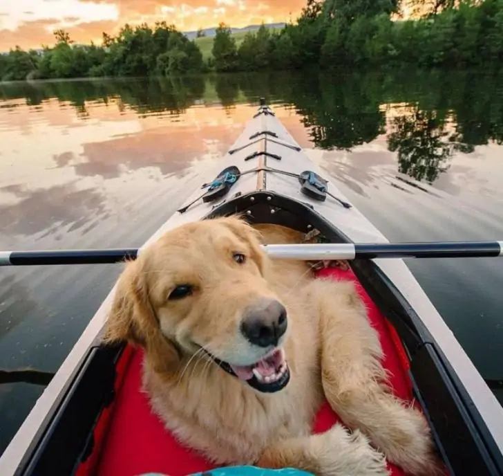 В Уфе состоится благотворительный сплав в защиту бездомных животных