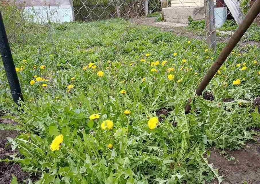 Уничтожьте одуванчики немедленно! Как я победила в войне с сорняком на своем участке