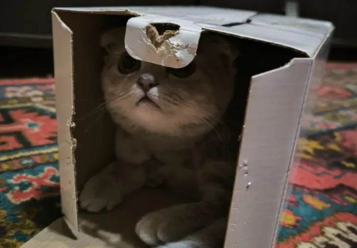 Узнает ли кошка-мать своего котенка через год – ответ эксперта вас удивит