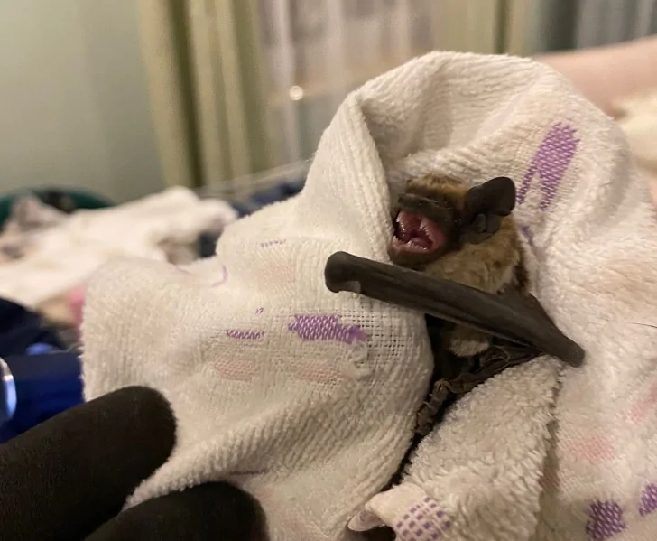 В Уфе квартиру захватила летучая мышь