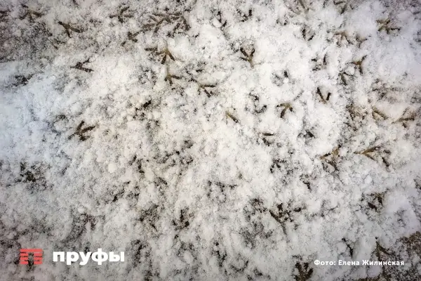 В Башкирии и Татарии в новогоднюю ночь ожидаются метели и морозы