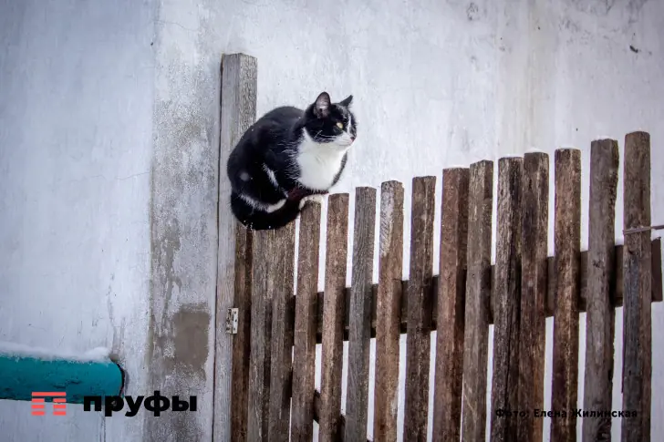 Что цвет шерсти вашей кошки может рассказать о ее характере: секреты характера домашнего любимца — узнали ученые