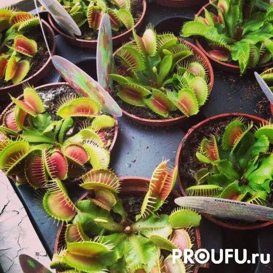 Как подготовить комнатные растения к лету после зимовки на подоконнике