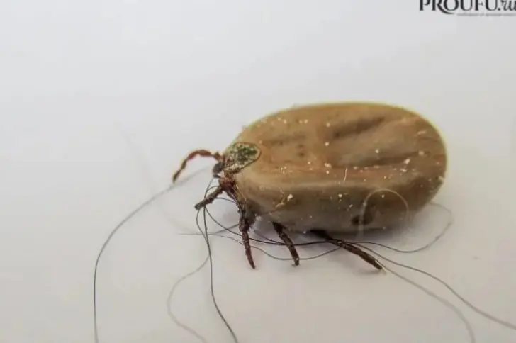 Четыре повода срочно обратиться к врачу после укуса клеща: рекомендации педиатра