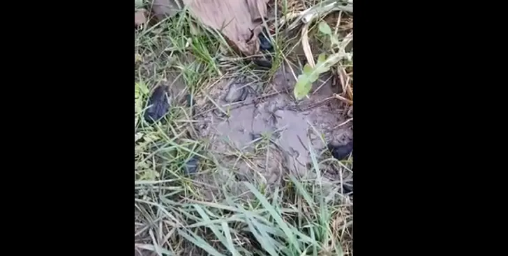 «Платим за грязную воду и хамство!»: жители Башкирии жалуются на Чишминский водоканал