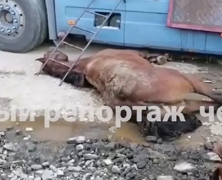 Десятки лошадей погибли в страшной аварии – в Челябинской области опрокинулась фура