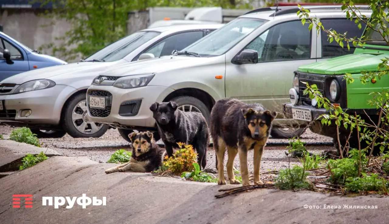Мальчик спровоцировал пса, который растерзал его на улице в Уфе — хозяйка не верит в вину животного