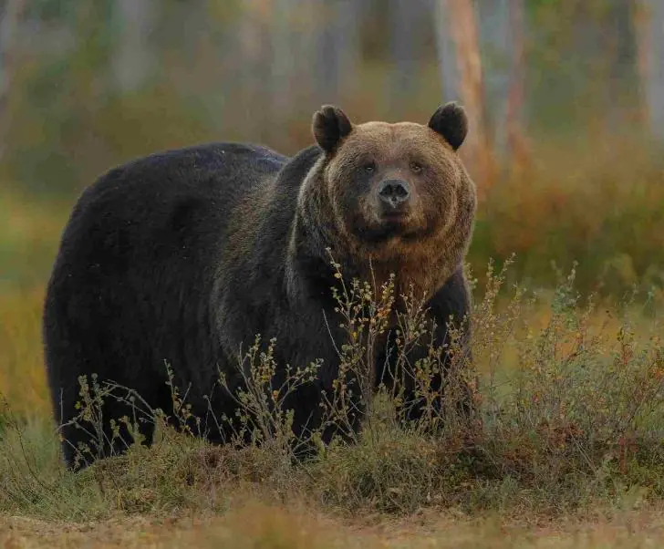 «Это только начало»: охотник из леса рассказал, из-за чего в Башкирии расплодились медведи