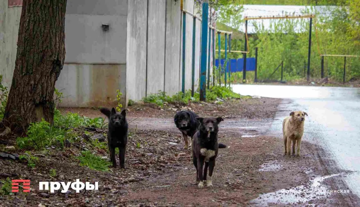 Зелёную Рощу «оккупируют» бродячие собаки