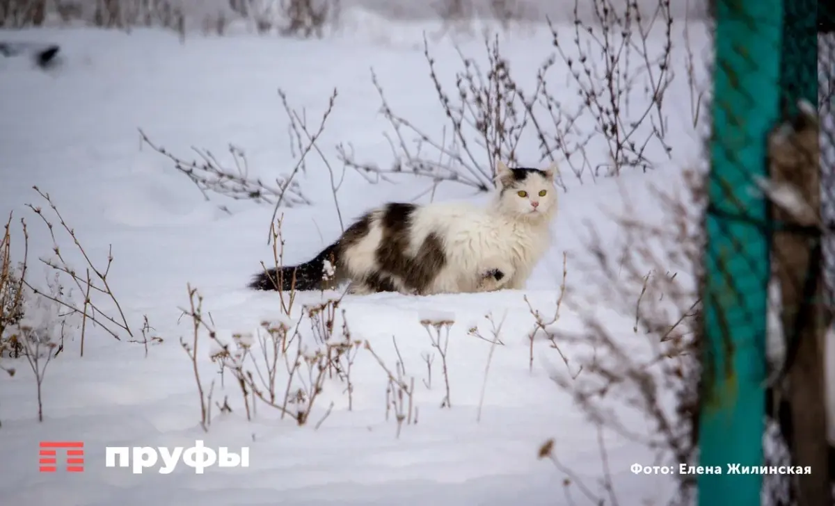 5 вещей, которые нельзя прощать кошке, чтобы она не обнаглела