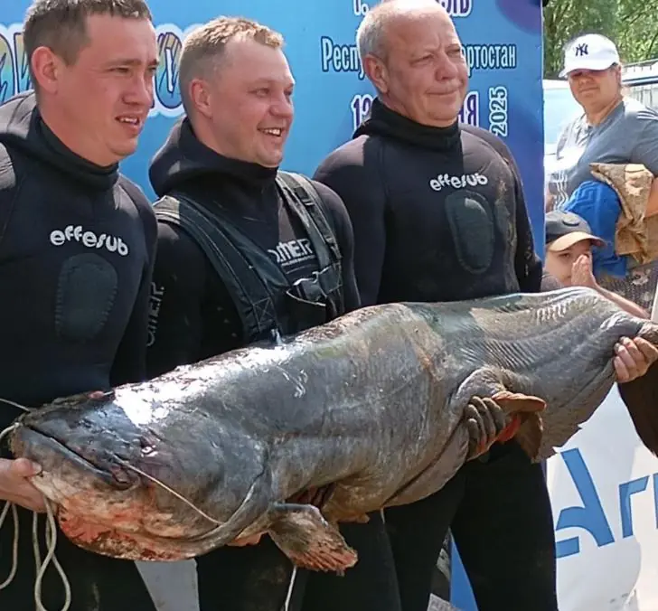 Гигантского сома выловили в реке Башкирии – вот его точный вес