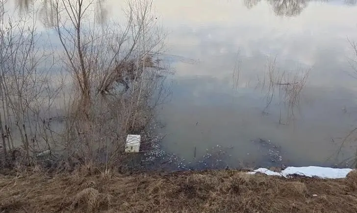Смерть подо льдом: как массовая гибель рыбы в Башкирии обнажила «гнойную рану» местных водоёмов