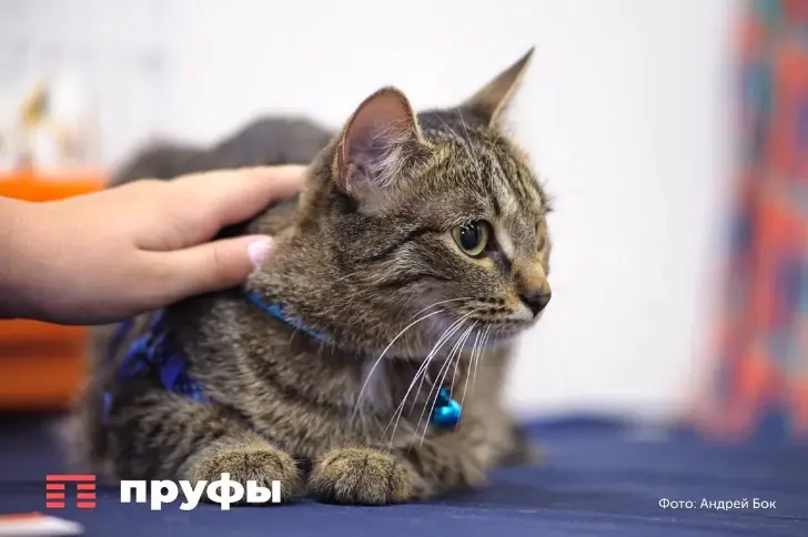 Три причины, почему кошка обхватывает вашу руку лапами
