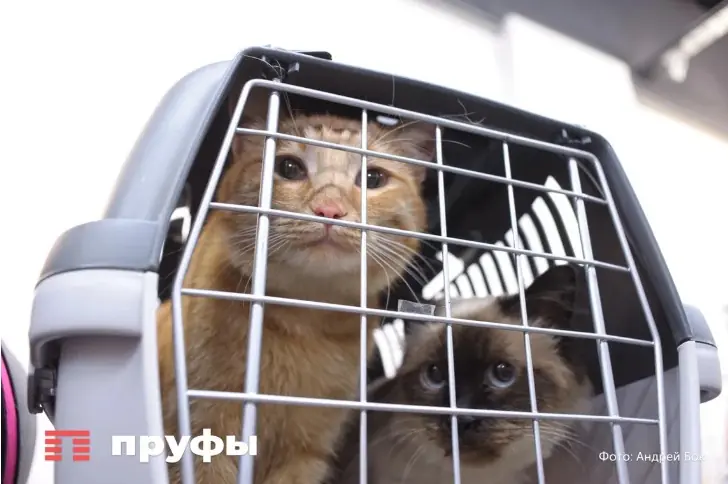 Кошка не обижается, а боится: что на самом деле происходит после крика