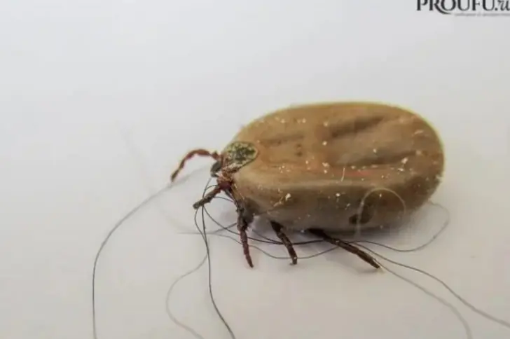 Смертельная опасность клещей: врач предупредил о тяжелых последствиях энцефалита