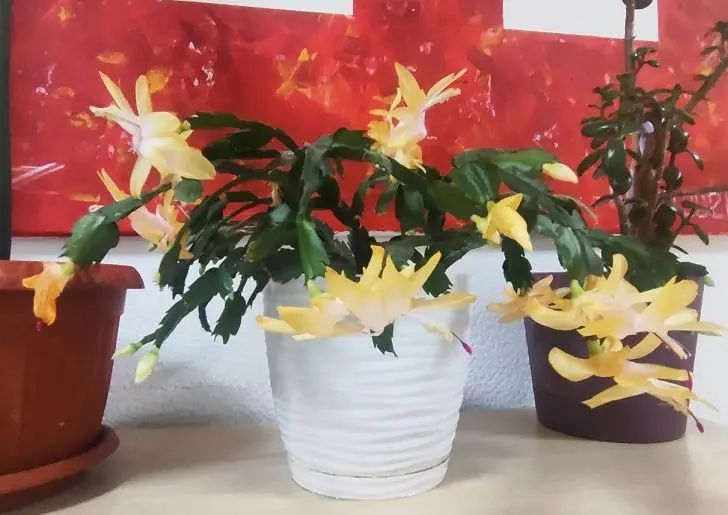 Рюмку под корень — рабочий способ, чтобы зацвел даже капризный декабрист