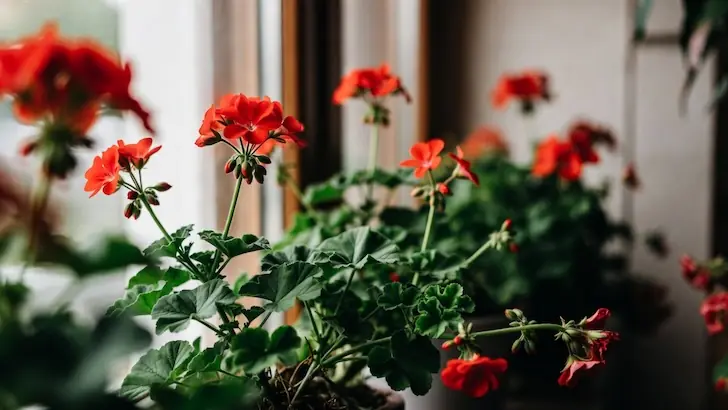 Герани в марте – обязательно: будет цвести густыми шапками всю весну
