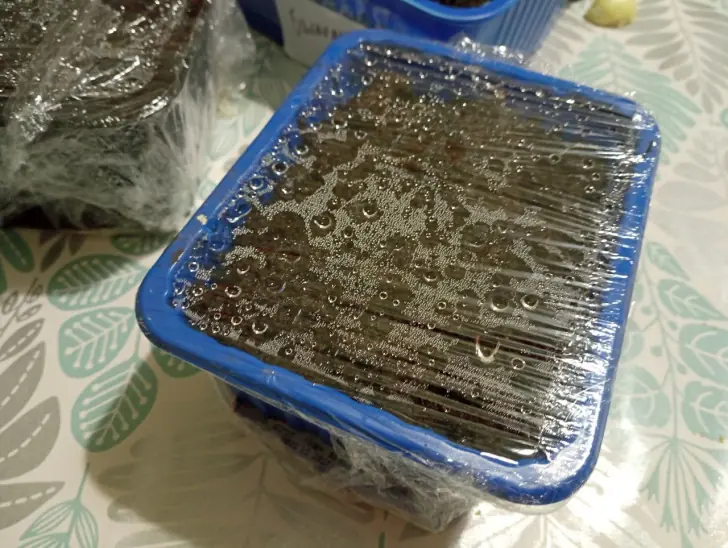 Спасут томаты от фитофторы: эти сорняки на грядках не трогаем 