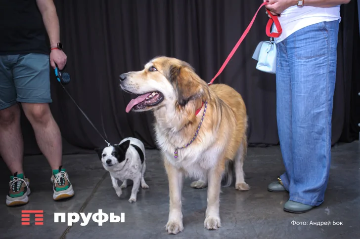 Власти Южной Кореи хотят принять закон о прекращении потребления мяса собак