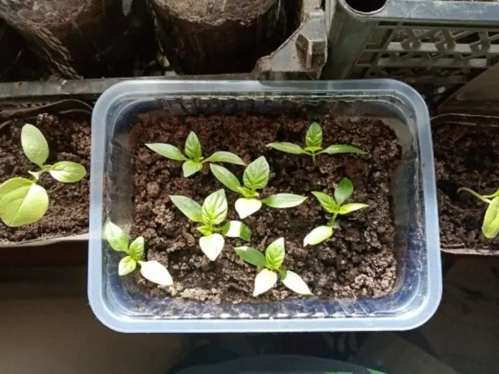 Ранние, средние, поздние и из семян, купленных в супермаркетах: как рассчитать правильные сроки посева перца  в 2026 году