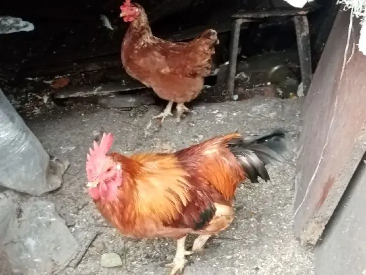 Куры больше не в моде: теперь в деревнях держат только эту птицу — живут тише и несутся лучше