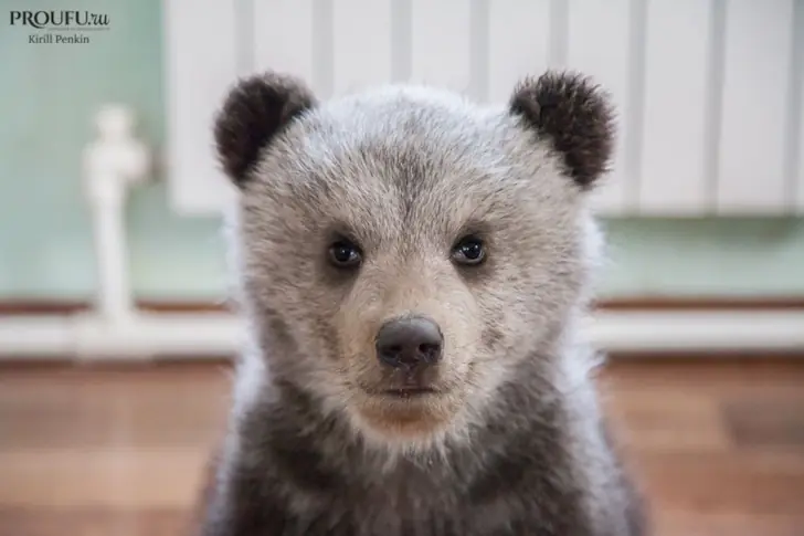 В Башкирии убьют 130 медведей