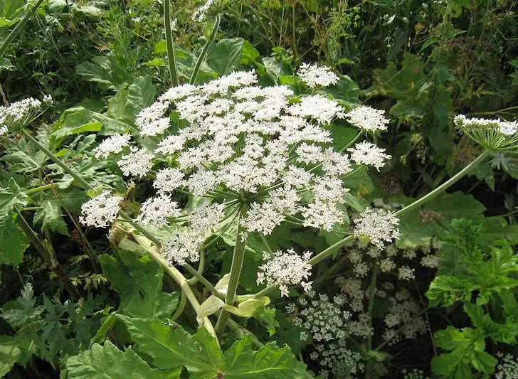 Это растение придется немедленно убрать с участка – Путин подписал указ