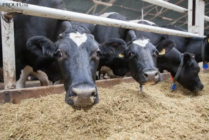 «Закат сельского хозяйства?». Ещё один молокозавод Башкирии распродает имущество 