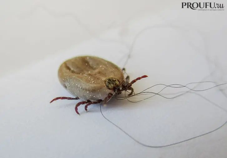 При плюсовой температуре в Башкирии начнется атака клещей и комаров 