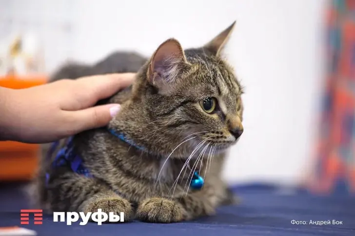 Кошки переживают ваш уход: что на самом деле скрывается за их поведением 