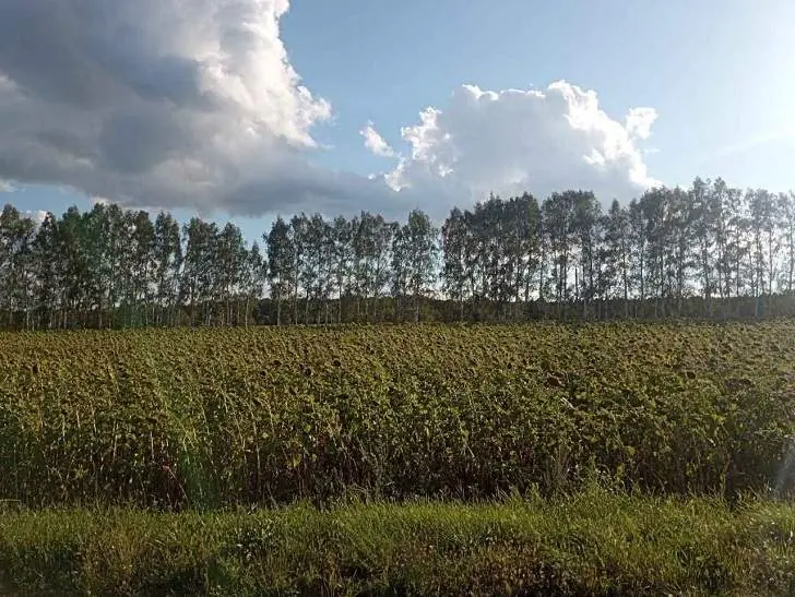 Почему фермеры в Башкирии теряют рабочую силу: мнение эксперта