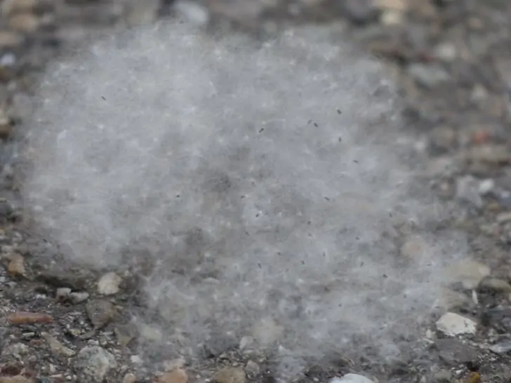 Летает и раздражает. Жители Уфы предложили вырубить тополя в городе