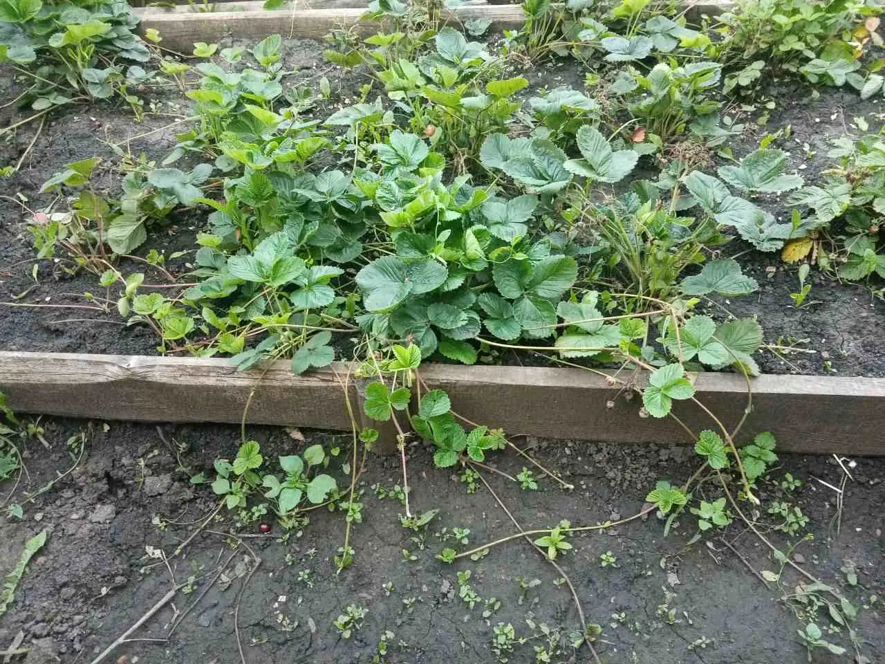 Клубника – всё! Как правильно завершить плодоношение ягод и подкормить кусты к новому мощному урожаю