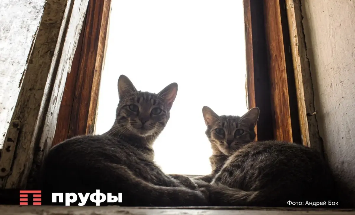 7 предметов, от которых стоит избавиться в доме с кошкой