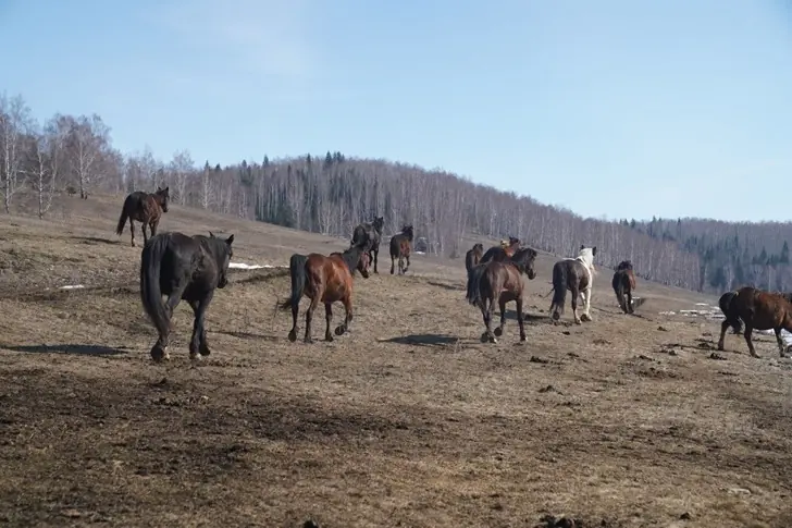 Степная медицина: как башкирский кумыс лечил Европу и вдохновлял Толстого