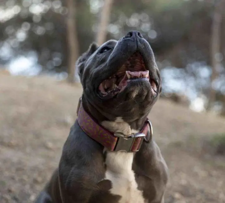 Владельцы опасных собак будут нести ответственность как владельцы источников повышенной опасности